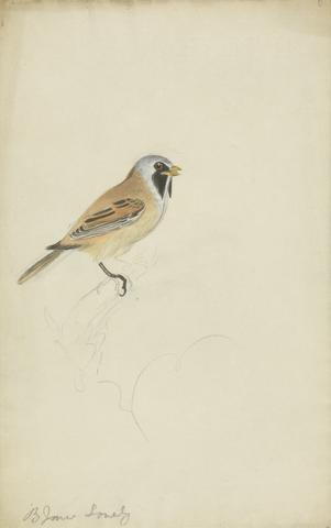 James Sowerby Bearded Titmouse