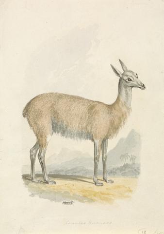 Samuel Howitt Llama