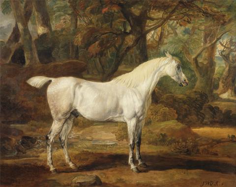 James Ward Grey Arabian stallion, the property of Sir Watkin Williams-Wynn