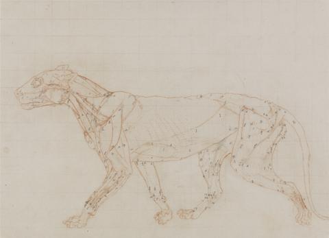 George Stubbs Tiger Body, Lateral view (Study of the muscles exposed at the third stage of dissection)