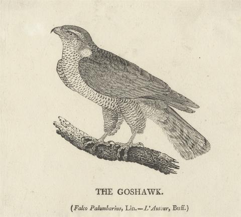 Thomas Bewick The Goshawk