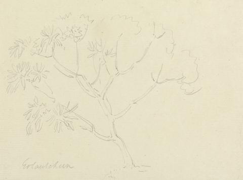 Thomas Daniell Tree Sketch