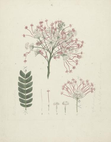 Luigi Balugani Albizia gummifera (J.F. Gmel.) C.A. Sm. (Gummy Albizia Tree): finished drawing of flowering head of shoot, with details of inflorescence, florets, and leaf