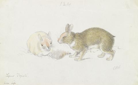 Charles Hamilton Smith The Rabbit