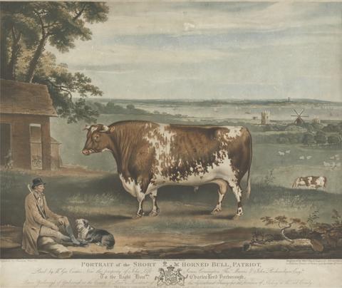 William Ward Portrait of the Short Horned Bull Patriot