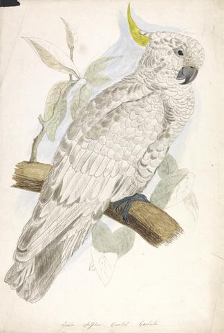 unknown artist Greater Sulphur Crested Cockatoo