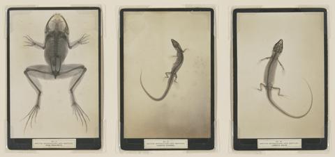 Green, James (Zoological Artist) Sciagraphs of British batrachians and reptiles.