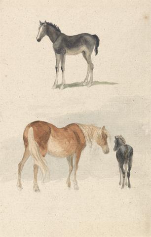 Robert Hills Two Studies: a Foal, and a Mare and Foal