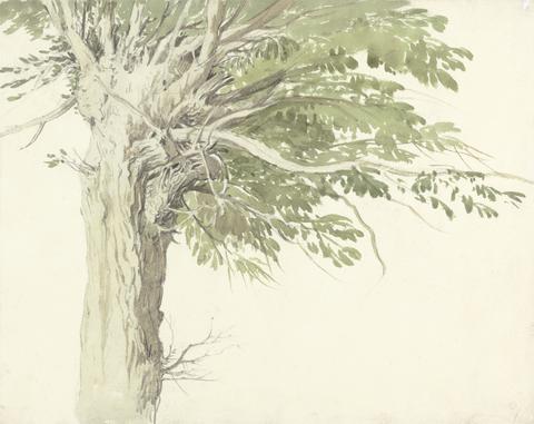 Edward Duncan Study of a Pollarded Tree - a Willow