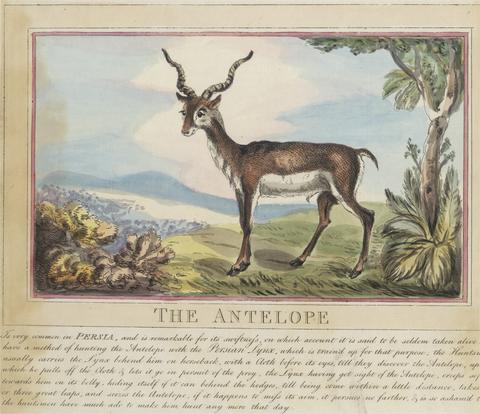 Thomas Rowlandson Set of eight with title-page. 'Foreign and Domestick Animals.' 8. The Antelope