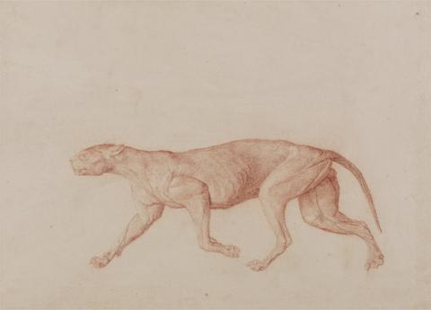George Stubbs Leopard Body, Lateral View (First of Five Studies of Another Large Cat)