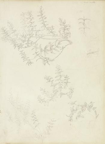 Edward Burne-Jones Sketches of Myrtle and a Head Crowned with Myrtle