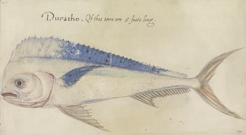 Mrs. P. D. H. Page Dolphin, after the Orignial by John White in the British Museum [Caribbean and Oceanic, No. 26 A]