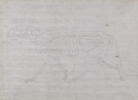 George Stubbs Tiger Body, Lateral View