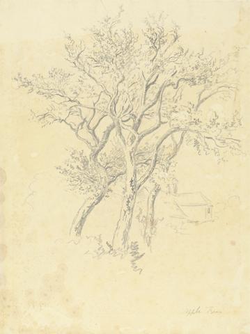 Robert Hills Study of Apple Trees