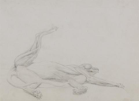 George Stubbs Tiger Body, Recumbent, Viewed Ventrally