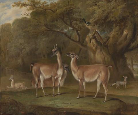Thomas Weaver Llamas and a fox in a wooded landscape