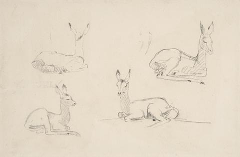 Samuel Daniell Studies of Pallah Deer Resting