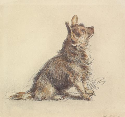 William Henry Hunt A Terrier Sitting, Looking Up to Right