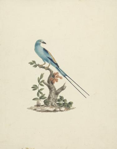 James Bruce Coracias abyssinicus (Abyssinian Roller)