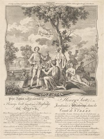 Francois Vivares Pine Apples Raised and Sold by Henry Scott, Gardener at Weybridge
