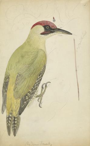 James Sowerby European Green Woodpecker