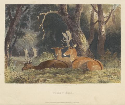 Newton Limbird Smith Fielding Fallow Deer