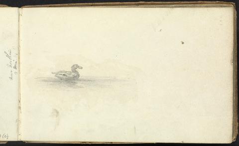 Thomas Bradshaw Album of Landscape and Figure Studies: Sketch of a Duck