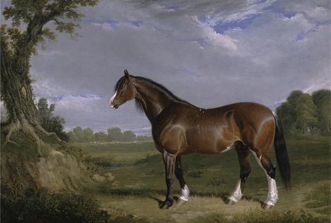 John Frederick Herring A Clydesdale Stallion