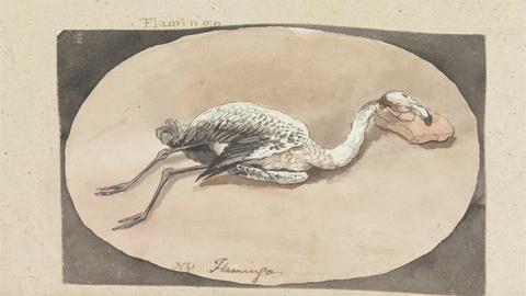 Robert Mabon Flamingo