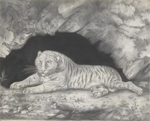 Elizabeth Pringle A Tiger Lying in the Entrance of a Cave