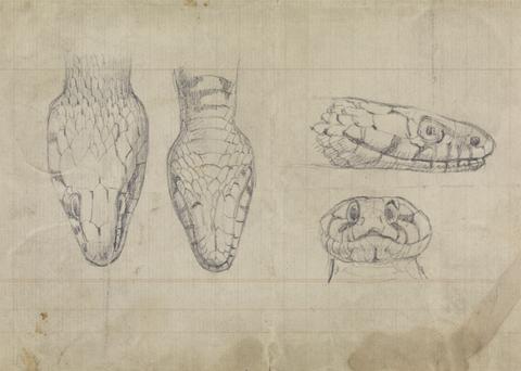 Robert Smirke Study of the Head of a Snake