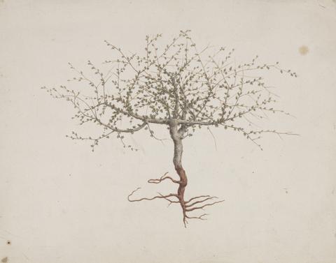 Luigi Balugani Commiphora gileadensis (L.) C. Chr. (Balm of Gilead, Opobalsam): finished drawing if tree's habit (with roots)
