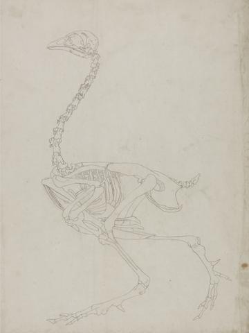 George Stubbs Fowl Skeleton, Lateral View (Outline drawing of the skeleton)