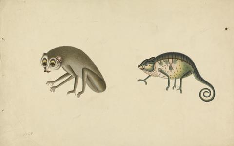 unknown artist Chameleon and a Mammal