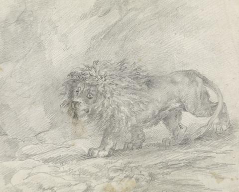 Lion Walking in Rocky Landscape