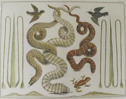 Albert Seba, Plate 70 from Locupletissimi rerum naturalium thesauri accurata descriptio, 1734–65