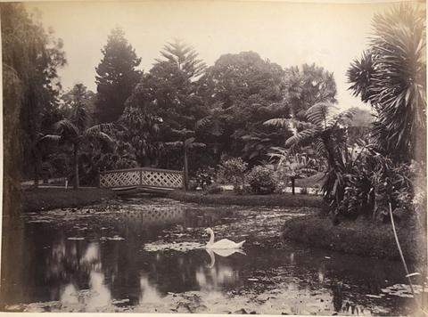 Charles Bayliss, Botanic Gardens, Sydney, from the album [Sydney, Australia], ca. 1880s