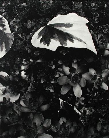 Paul Strand, Yellow Vine and Rock Plants, Orgeval from Portfolio Two: The Garden, 1958, printed ca. 1975