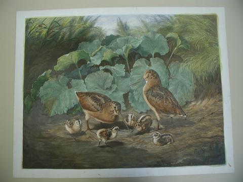 Currier & Ives, A Rising Family. Woodcock., ca. 1857