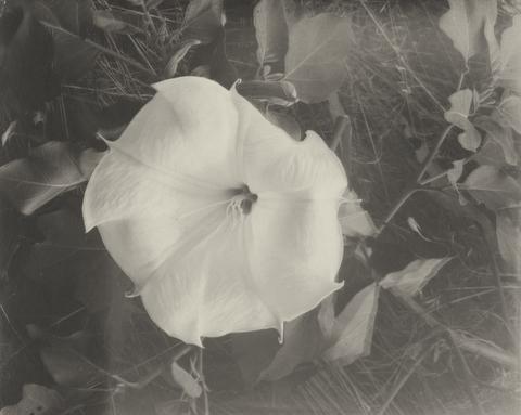 Laura Gilpin, Jimson Flower, ca. 1930