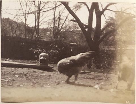 Unknown Photographer, [Chickens], from the album [Sydney, Australia], ca. 1880s