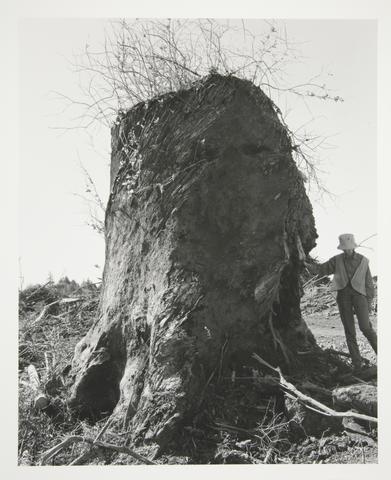 Robert Adams, Kerstin, next to an old-growth stump, Coos County, Oregon, 1999–2003