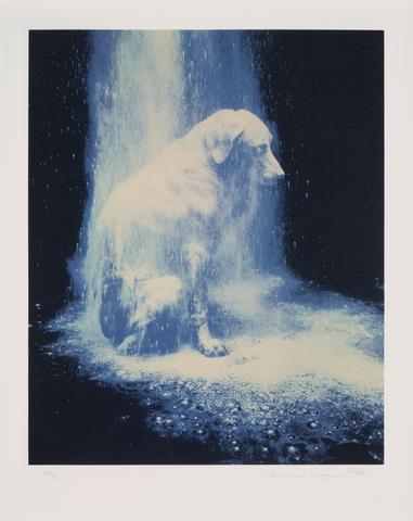 William Wegman, Dusted, from the portfolio: Elephant, Bad Dog, Dusted, 1988