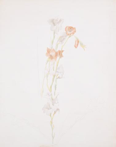 Joseph Stella, Flowers, ca. 1920–25