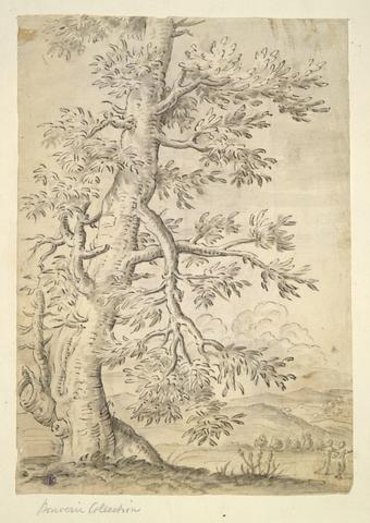 Unknown, Tree (recto); outdoor scene (verso), 17th century