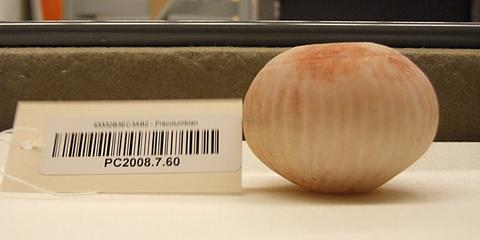 Unknown, Miniature fluted tecomate, 1500–900 B.C.