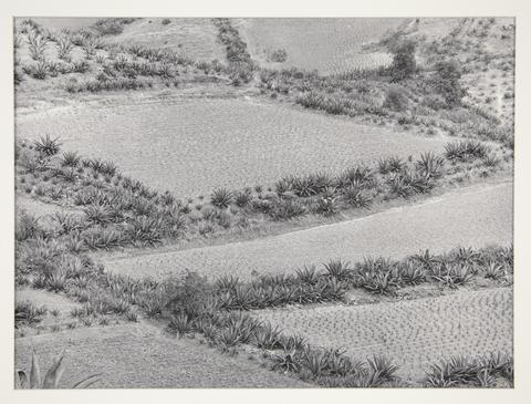 Manuel Álvarez Bravo, Siembra de Magueyes (Sown Field of Agaves), 1970, printed 1977