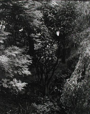 Paul Strand, The Garden, Orgeval from Portfolio Two: The Garden, 1964, printed ca. 1975