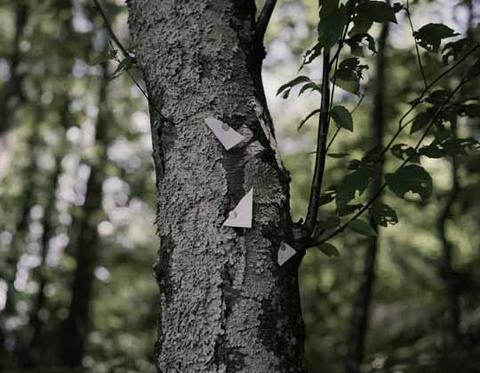 Oscar Palacio, Posted Sign on Tree, Walden Pond, Massachusetts, from the series Walden, Then and Now, 2013